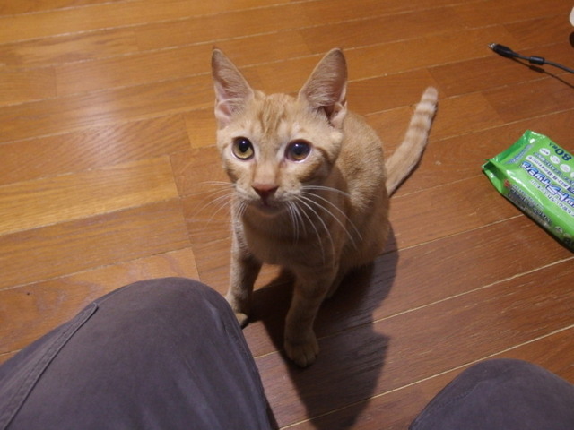 20161027chakekichi01.jpg