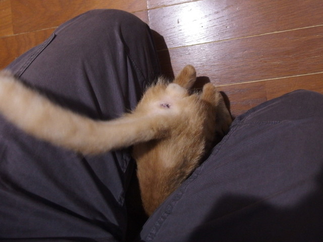 20161027chakekichi02.jpg