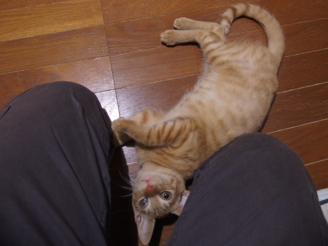 20161027chakekichi03.jpg