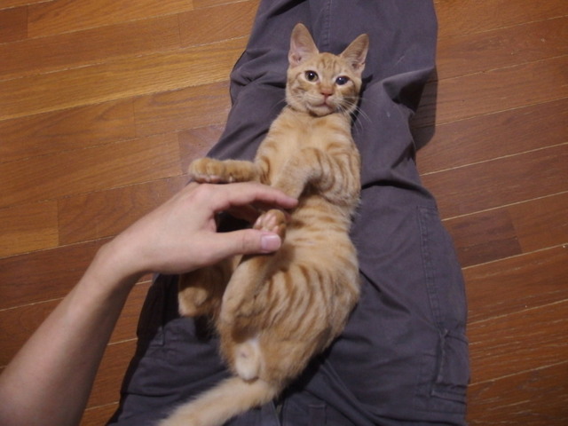 20161027chakekichi04.jpg
