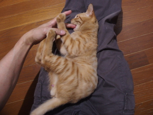 20161027chakekichi05.jpg