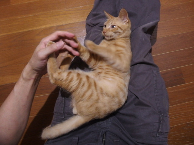 20161027chakekichi06.jpg