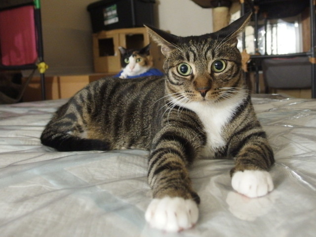 20161029kokoro01.jpg