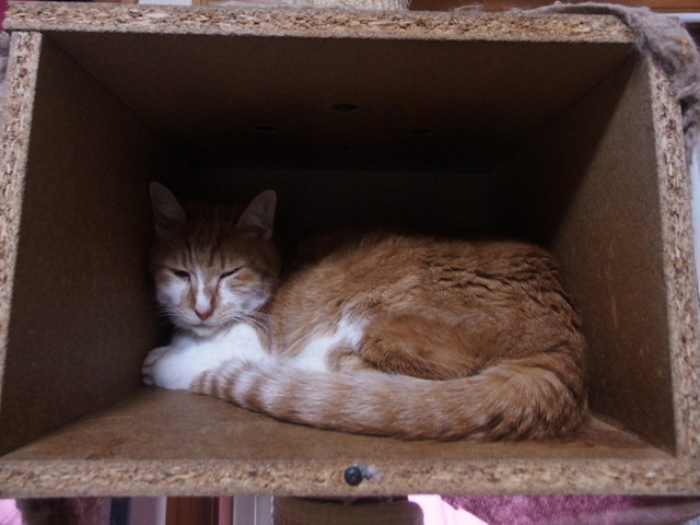 20161126rin01.jpg