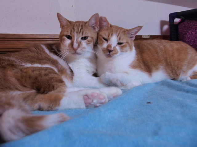 20161203rinn_kiku01.jpg
