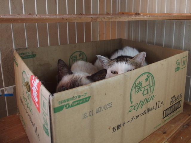 20161210tomo03.jpg