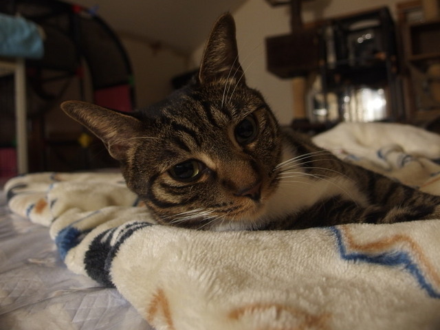 20161225kokoro01.jpg