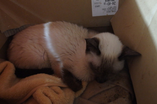 20161225milk01.jpg