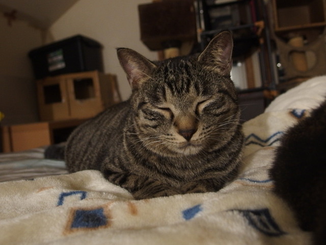 20161225shou01.jpg