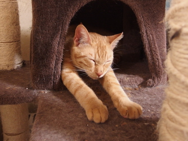 20161228chakekichi01.jpg
