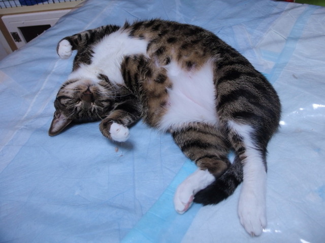 20170223kokoro01.jpg