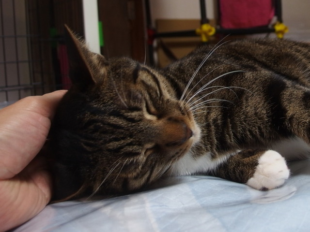 20170223kokoro03.jpg