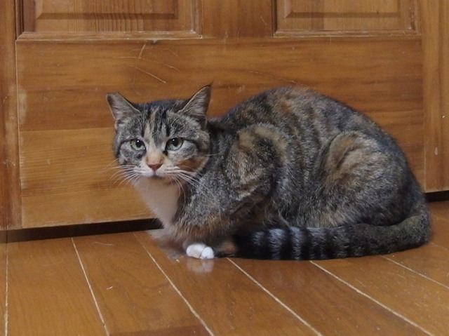 20170223shima01.jpg