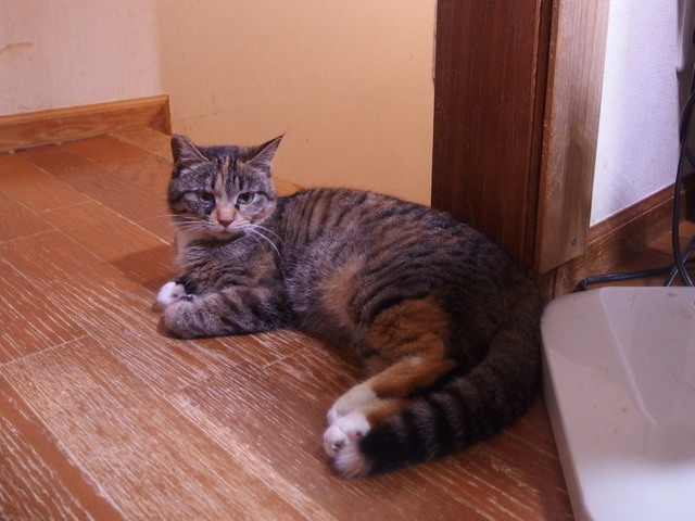 20170223shima02.jpg
