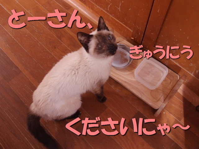 20170225milk03.jpg
