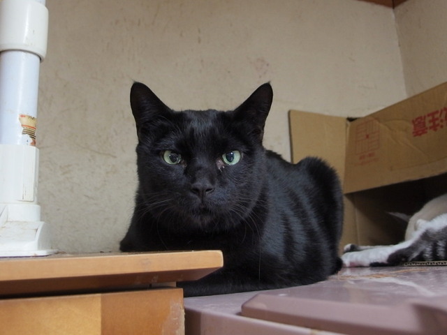 20170227kuro01.jpg