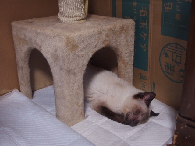 20170604milk01.jpg