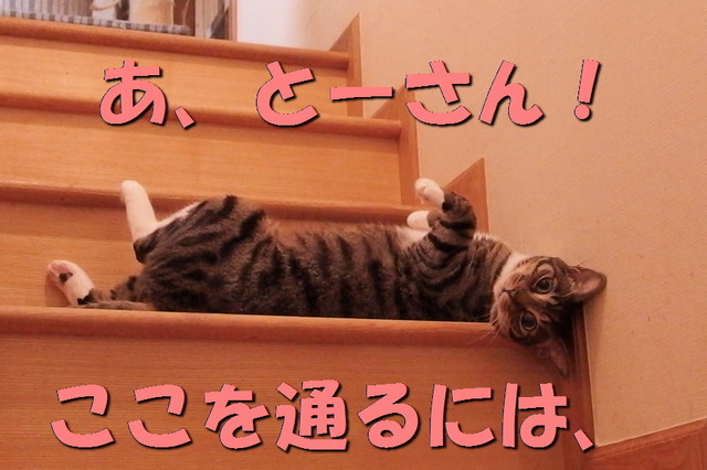 20170618kokoro11.jpg