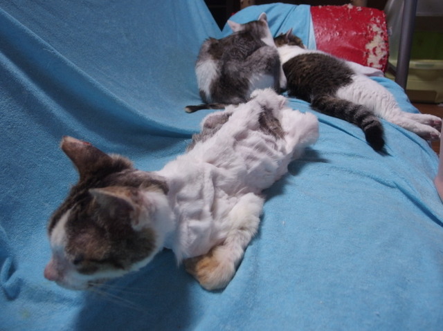 20170726mizu04.jpg