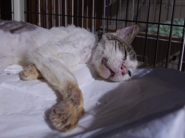 20170728mizu05.jpg