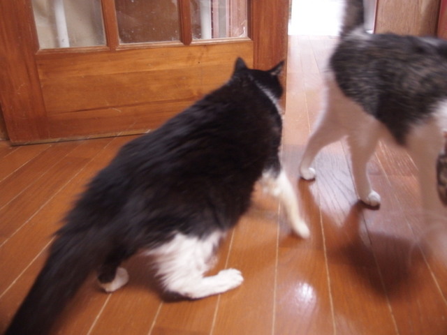 20170730suzu05.jpg