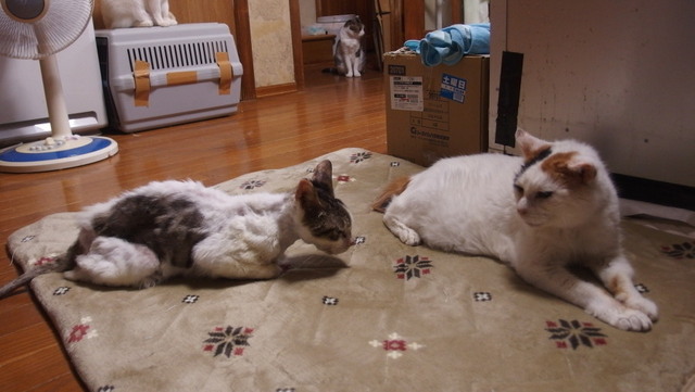 20170812mizu06.jpg