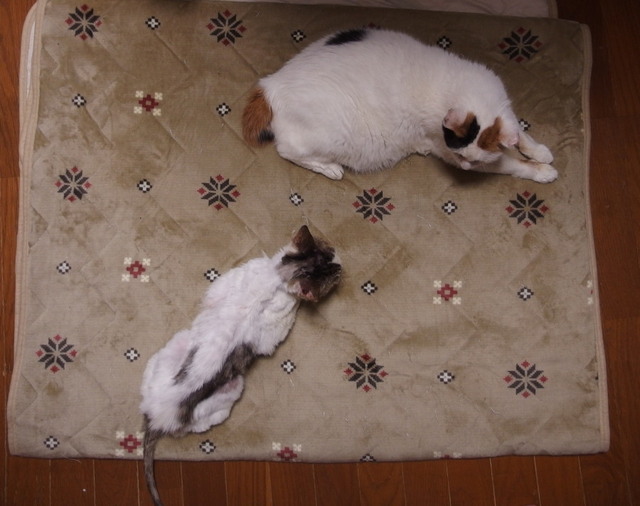 20170812mizu07.jpg