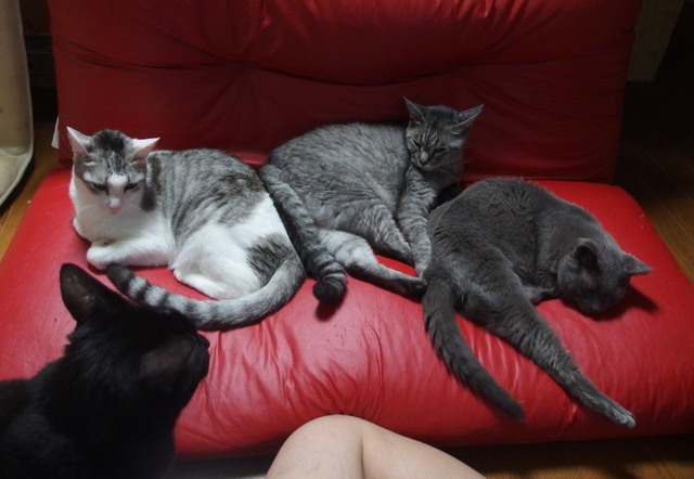 20170921sofa01.jpg