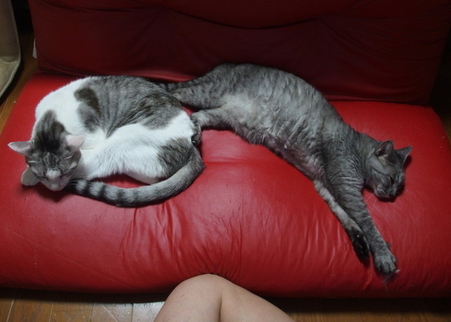 20170921sofa02.jpg