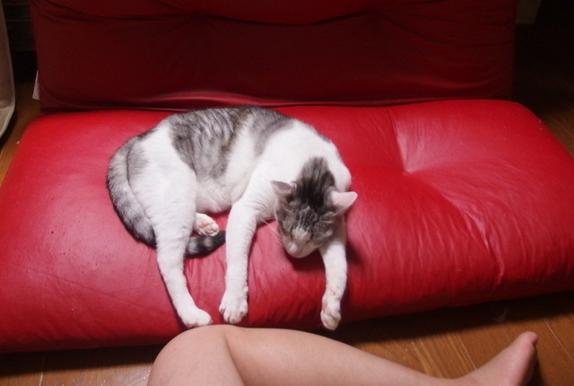 20170921sofa03.jpg