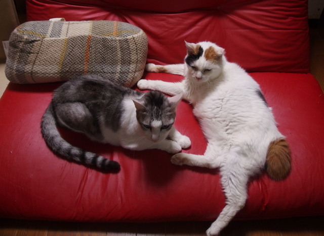 20170924sofa02.jpg