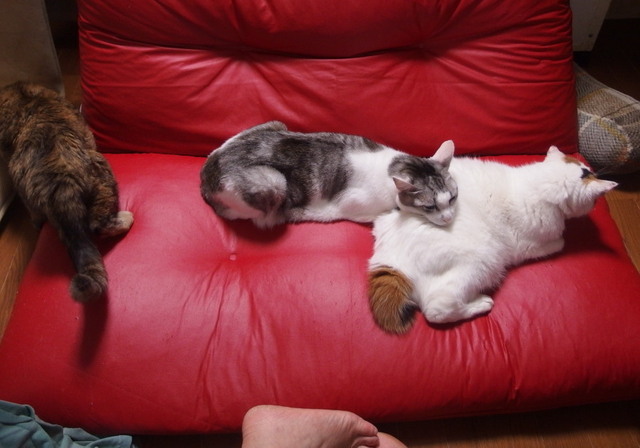 20170924sofa03.jpg