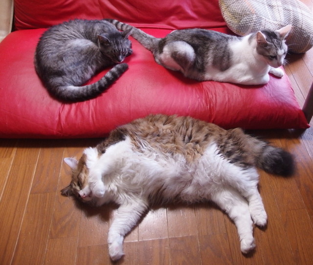 20170928sofa07.jpg