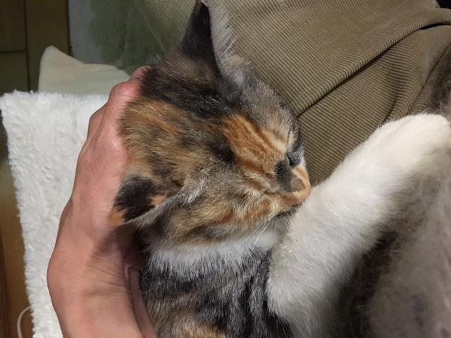 20171118mikeno01.jpg