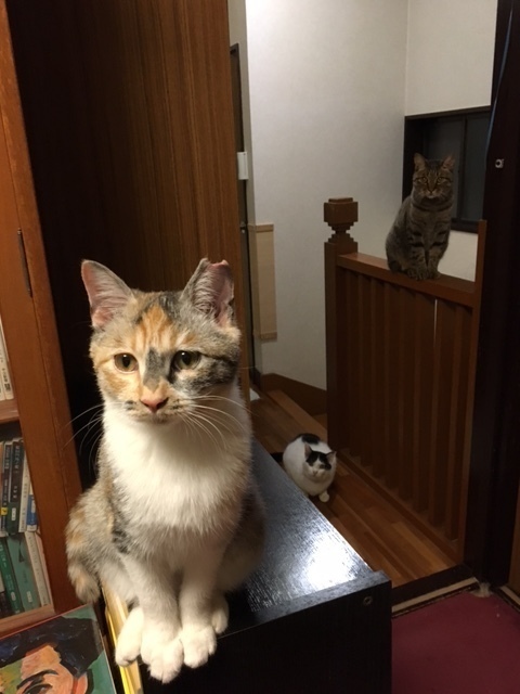20171121mikeno01.jpg