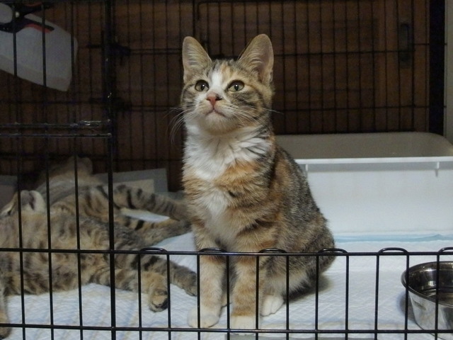 20171126mikena01.jpg