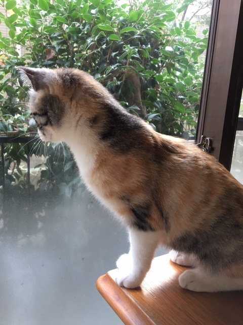 20171126mikeno01-2.jpg