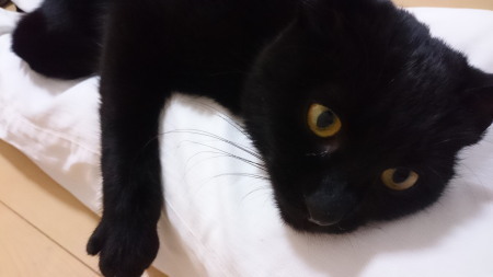 20171217kuroneko01.jpg