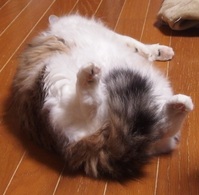 20180105mimi01.jpg