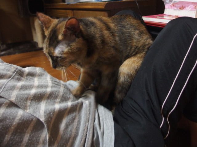 20180108tanmae01.jpg