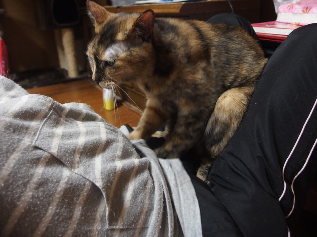 20180108tanmae02.jpg