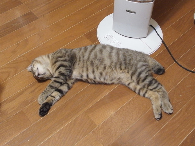 20180120niini01.jpg