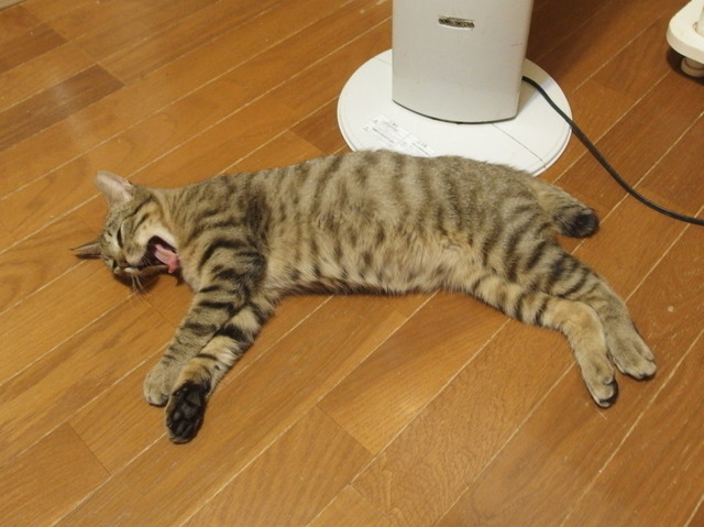 20180120niini02.jpg