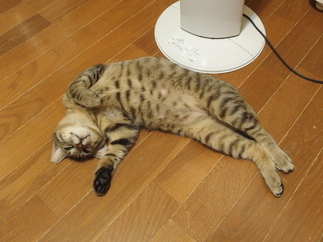 20180120niini03.jpg