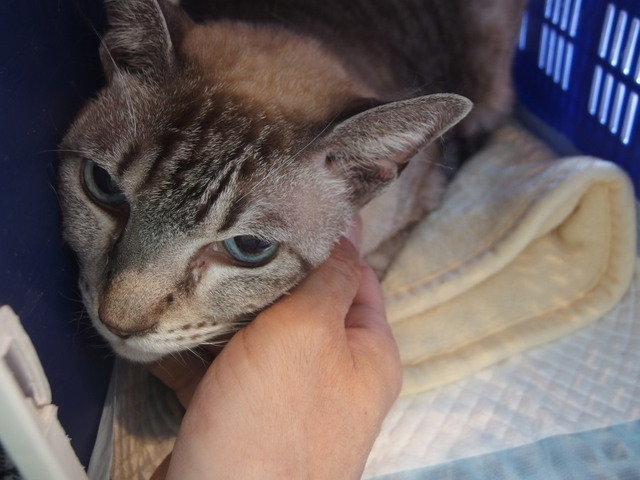 20180127chiro02.jpg