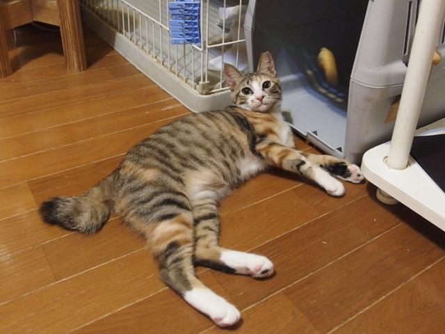 20180222mikena01.jpg
