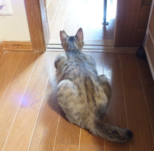 20180222niini01.jpg