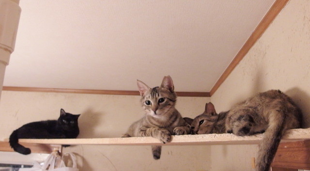 20180222sachi01.jpg
