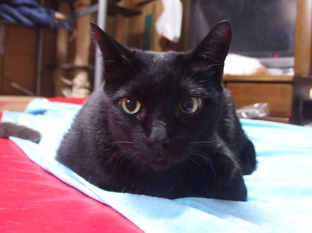 20180308kuro01.jpg