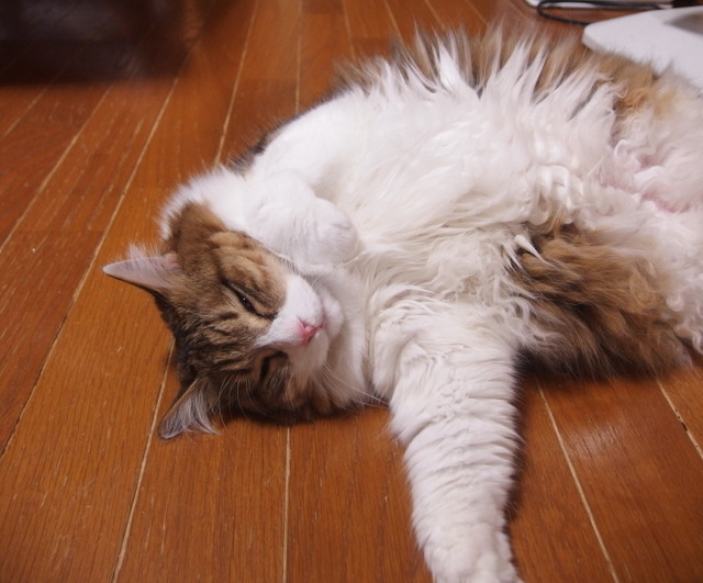 20180411mimi03.jpg